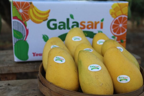 Napak Tilas Sejarah Galasari dalam Mengelola Kebun Mangga