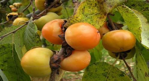 Mengenal Asal Usul Kesemek atau Persimmon, Asal Usul, Kandungan dan Manfaatnya