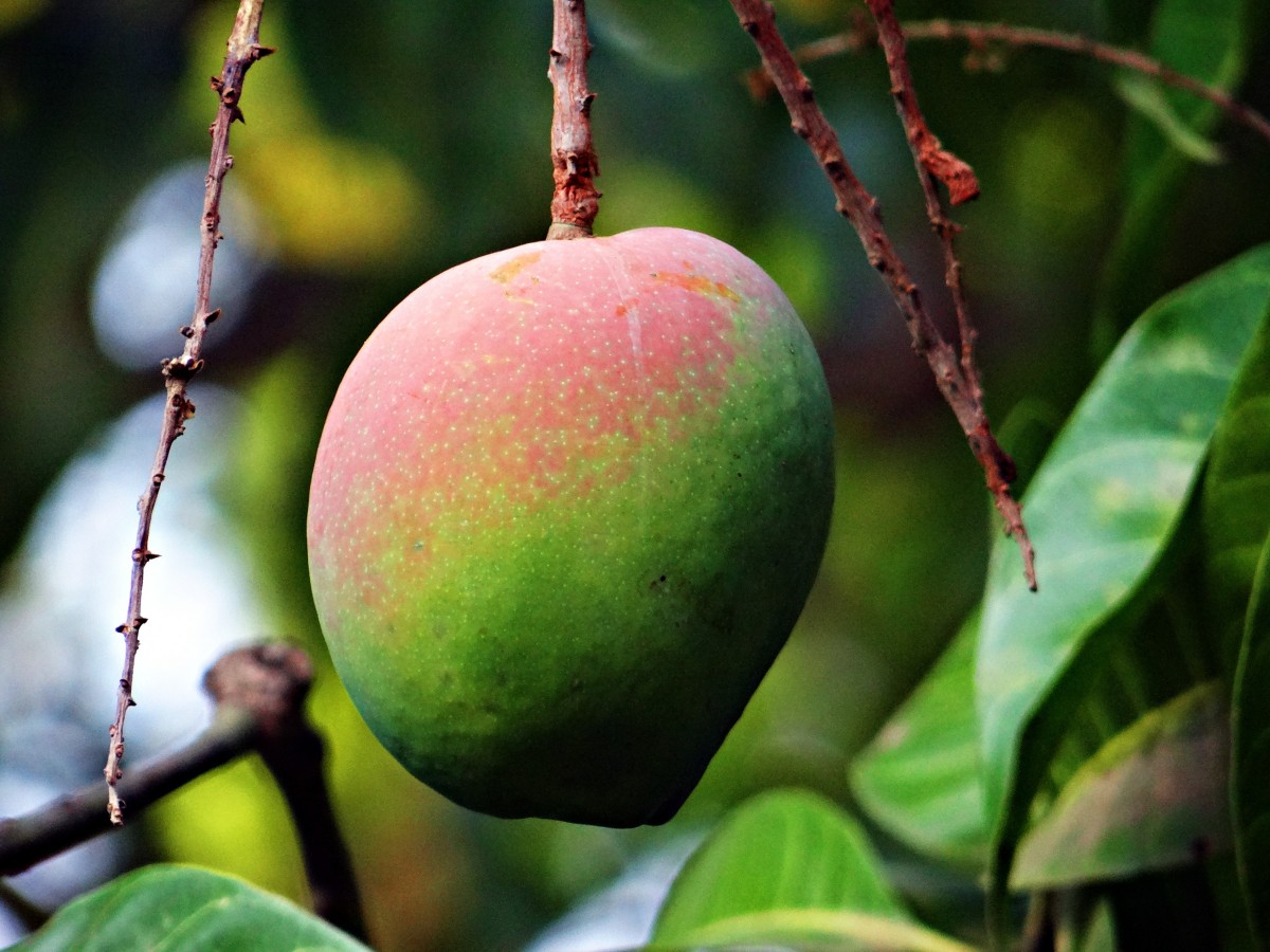 Inilah Varietas Mangga Unggulan dari Jawa Timur  dan Jenis Jeruk Terbaik di Dunia 