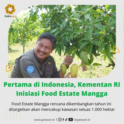 Pertama di Indonesia, Kementan RI Inisiasi Food Estate Mangga di Panceng Gresik
